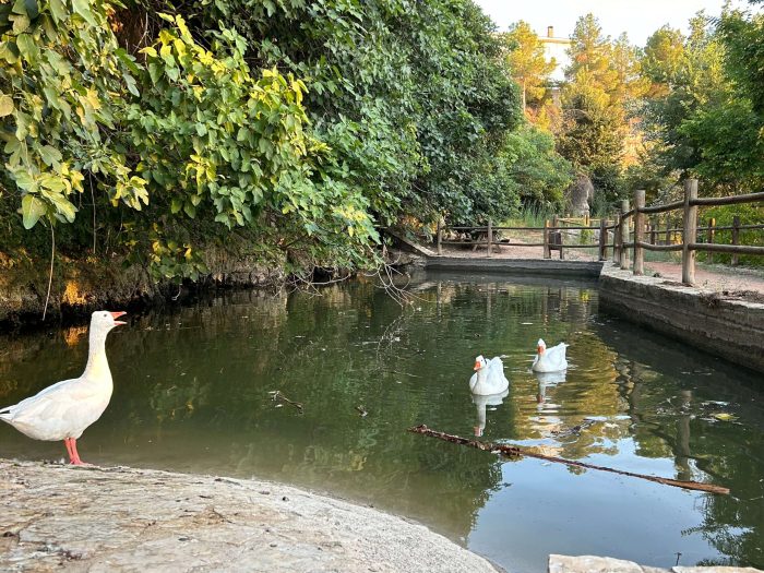 SEGUNDO PREMIO-INFANTIL_La mama llamo a los patos_MIGUEL LOPEZ LOPEZ SEGUNDO PREMIO-INFANTIL_La mama llamo a los patos_MIGUEL LOPEZ LOPEZ